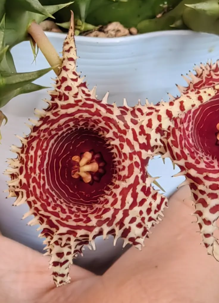 Huernia 'Brittle Star' 5 Pieces Seeds