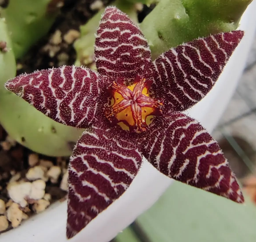 Piaranthus Barrydalensis 6 Pieces Seeds
