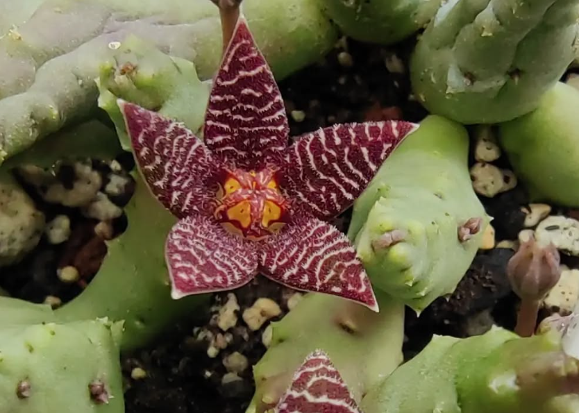 Piaranthus Barrydalensis 6 Pieces Seeds