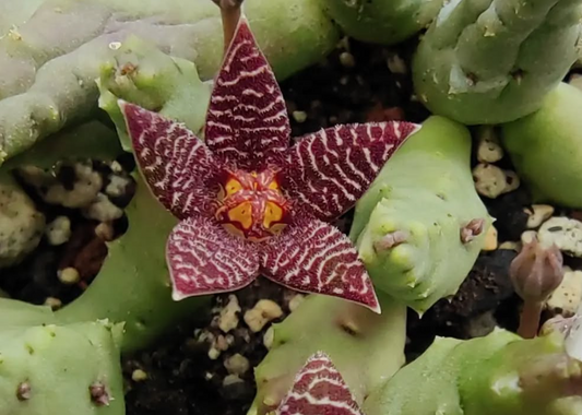 Piaranthus Barrydalensis 6 Pieces Seeds