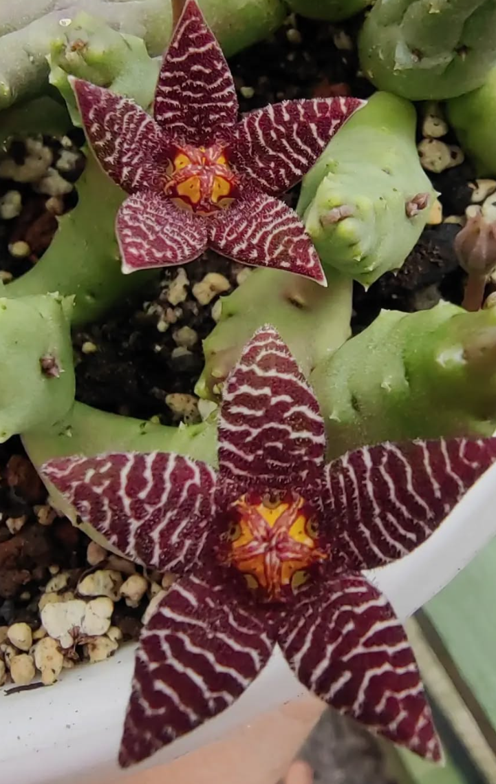Piaranthus Barrydalensis 6 Pieces Seeds