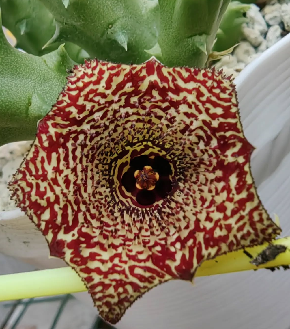Huernia nigeriana 5 Pieces Seeds