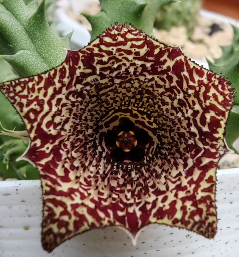 Huernia nigeriana 5 Pieces Seeds