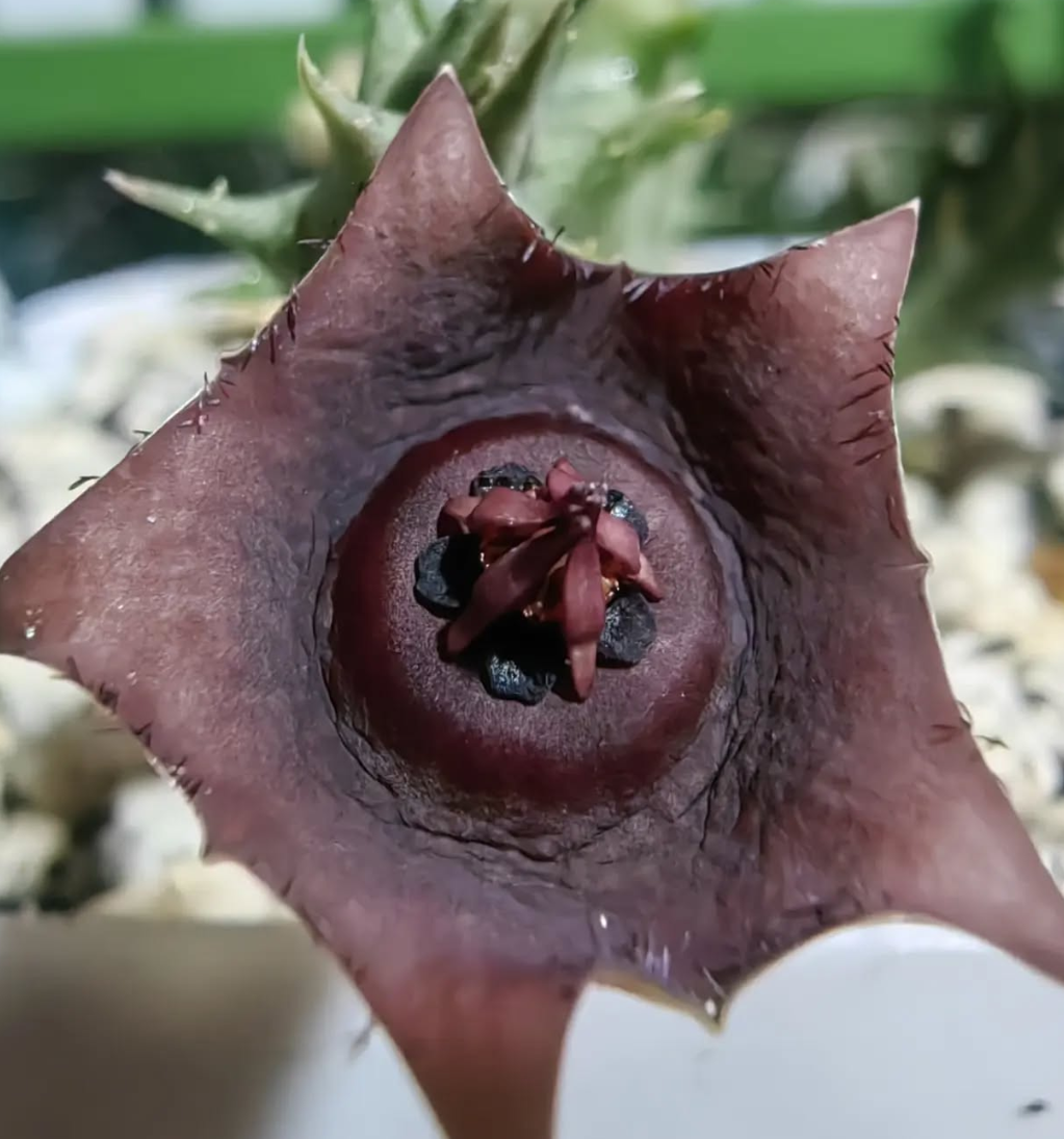 Orbea Prognata 5 Pieces Seeds