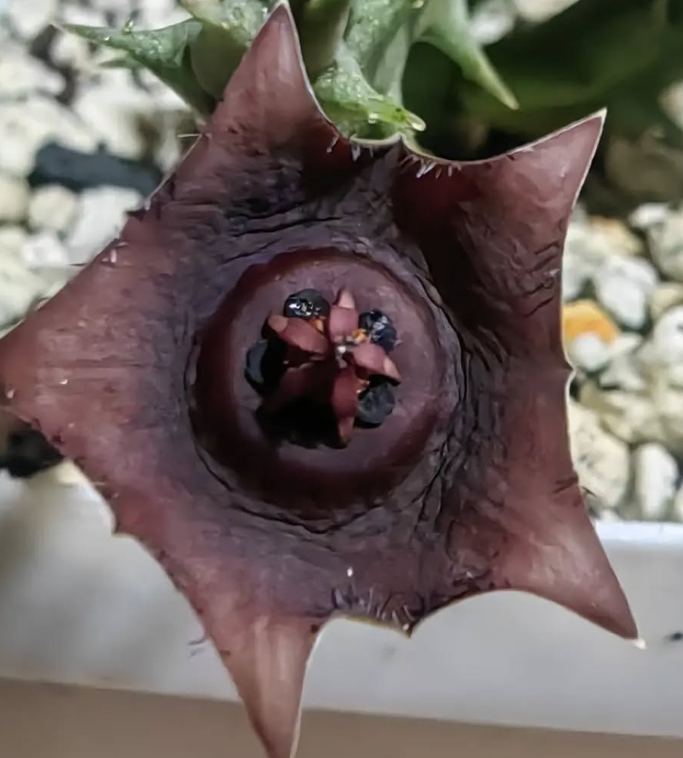 Orbea Prognata 5 Pieces Seeds
