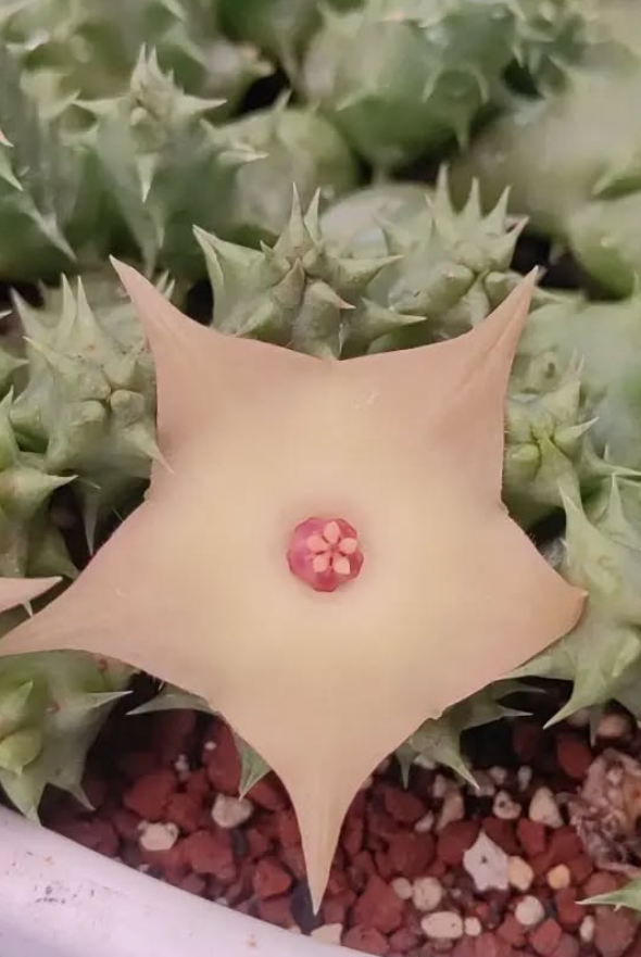 Huernia 'Pointed birds' 5 Pieces Seeds