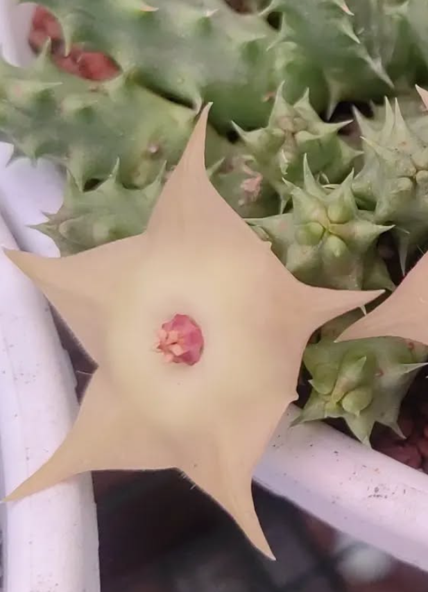 Huernia 'Pointed birds' 5 Pieces Seeds
