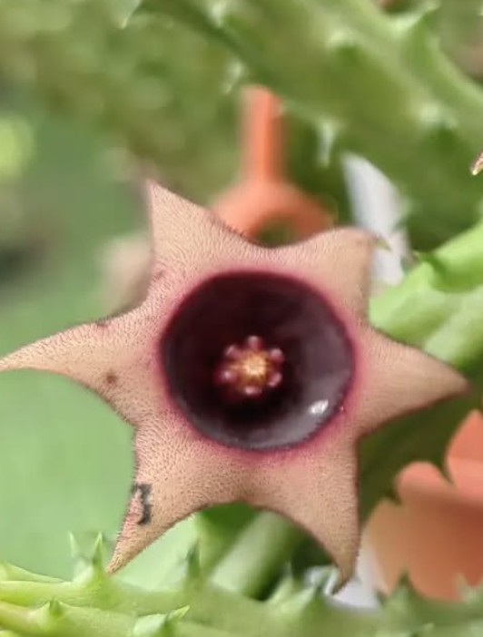 Huernia Schneideriana var Rose 5 Pieces Seeds