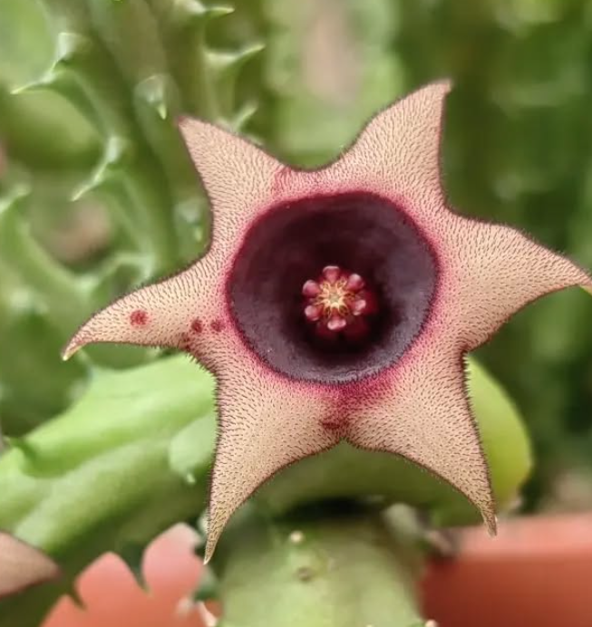 Huernia Schneideriana var Rose 5 Pieces Seeds