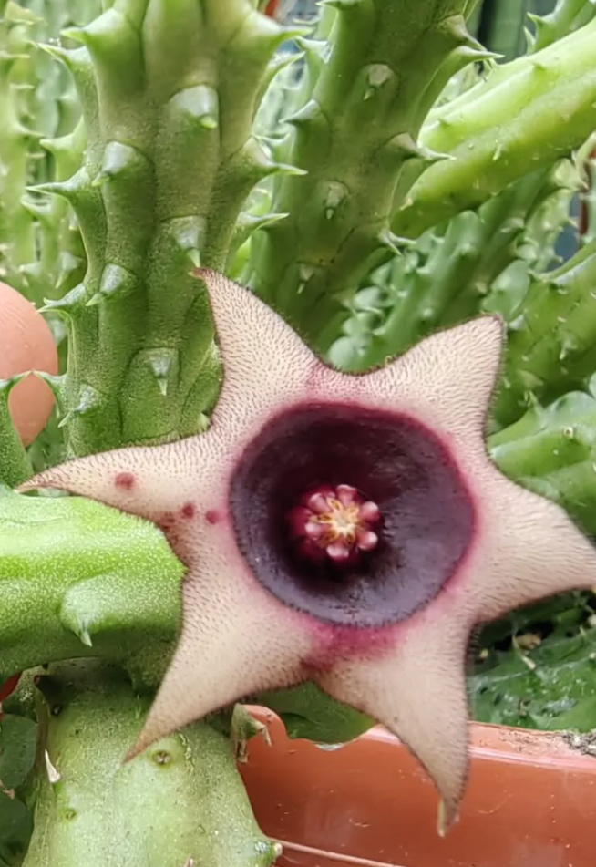Huernia Schneideriana var Rose 5 Pieces Seeds
