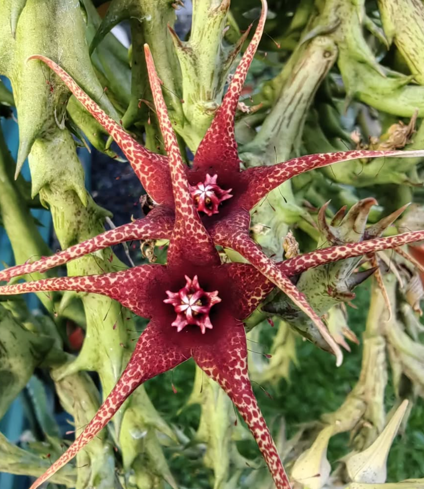 Orbea caudata ssp. rhodesiaca 5 Pieces Seeds