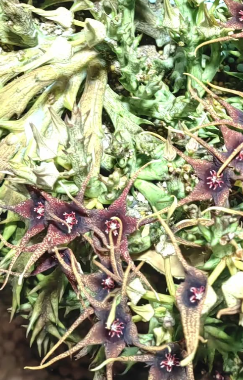 Orbea caudata ssp. rhodesiaca 5 Pieces Seeds