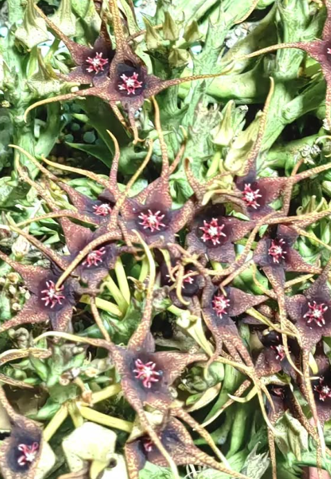 Orbea caudata ssp. rhodesiaca 5 Pieces Seeds