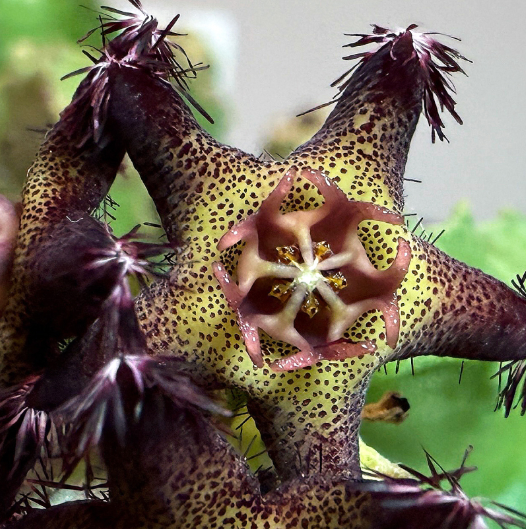 Caralluma foetida 5 Pieces Seeds