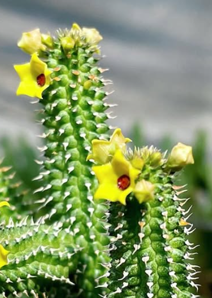 Echidnopsis Sun & Moon 5 Pieces Seeds