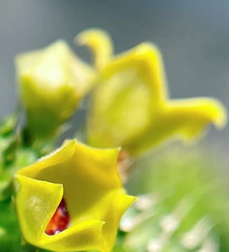 Echidnopsis Sun & Moon 5 Pieces Seeds
