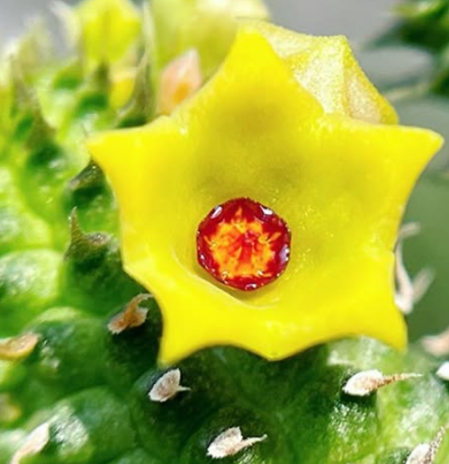 Echidnopsis Sun & Moon 5 Pieces Seeds