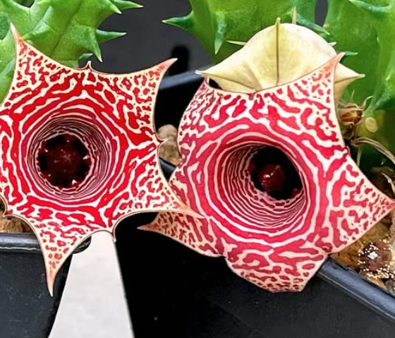 Huernia Just Smile 5 Pieces Seeds
