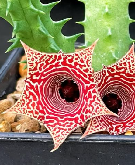 Huernia Just Smile 5 Pieces Seeds