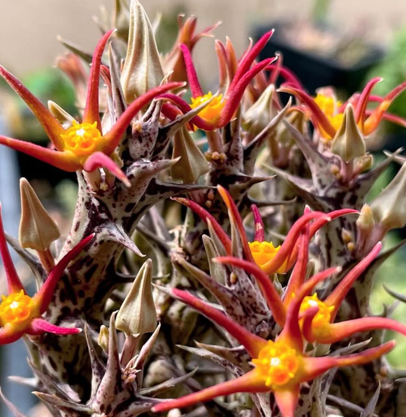 Orbea laikipiensis 5 Pieces Seeds