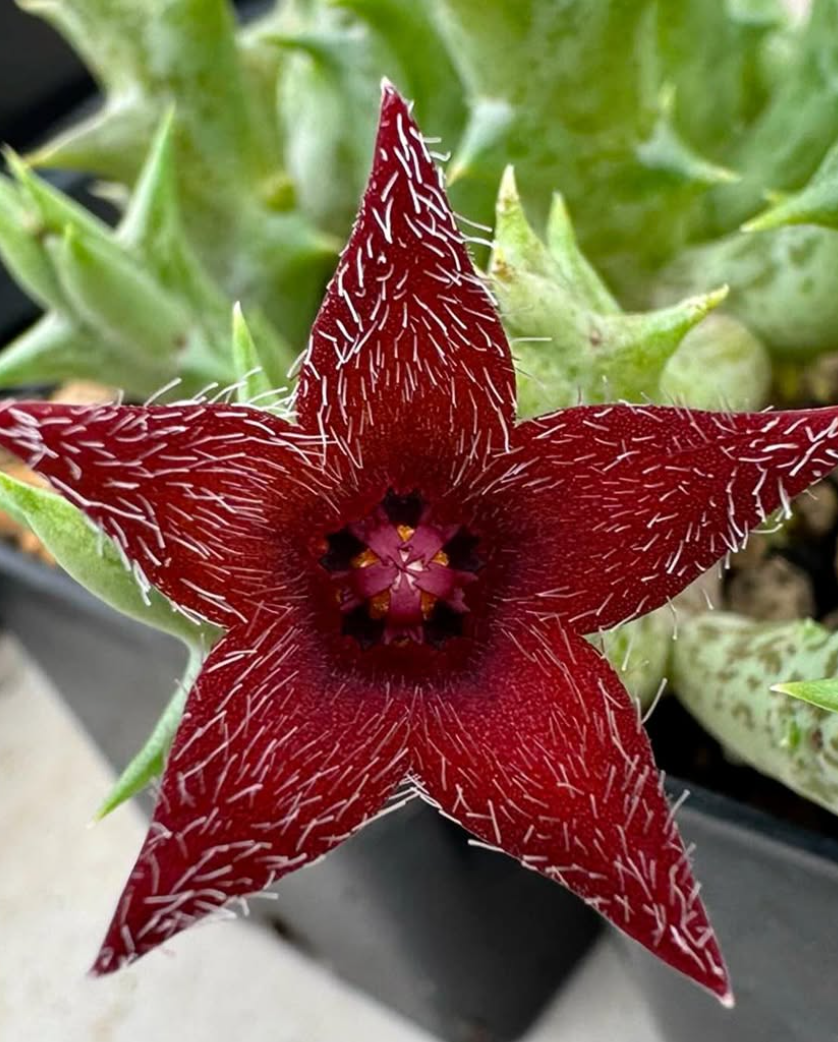 Orbea Winsome Wine 5 Pieces Seeds