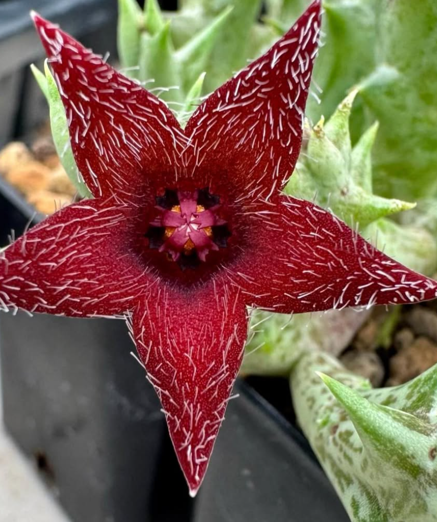 Orbea Winsome Wine 5 Pieces Seeds