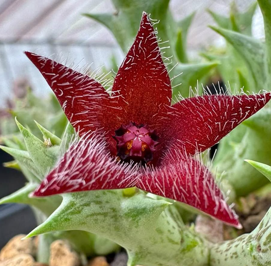 Orbea Winsome Wine 5 Pieces Seeds