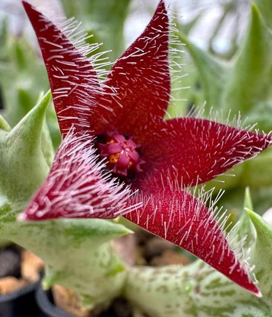 Orbea Winsome Wine 5 Pieces Seeds