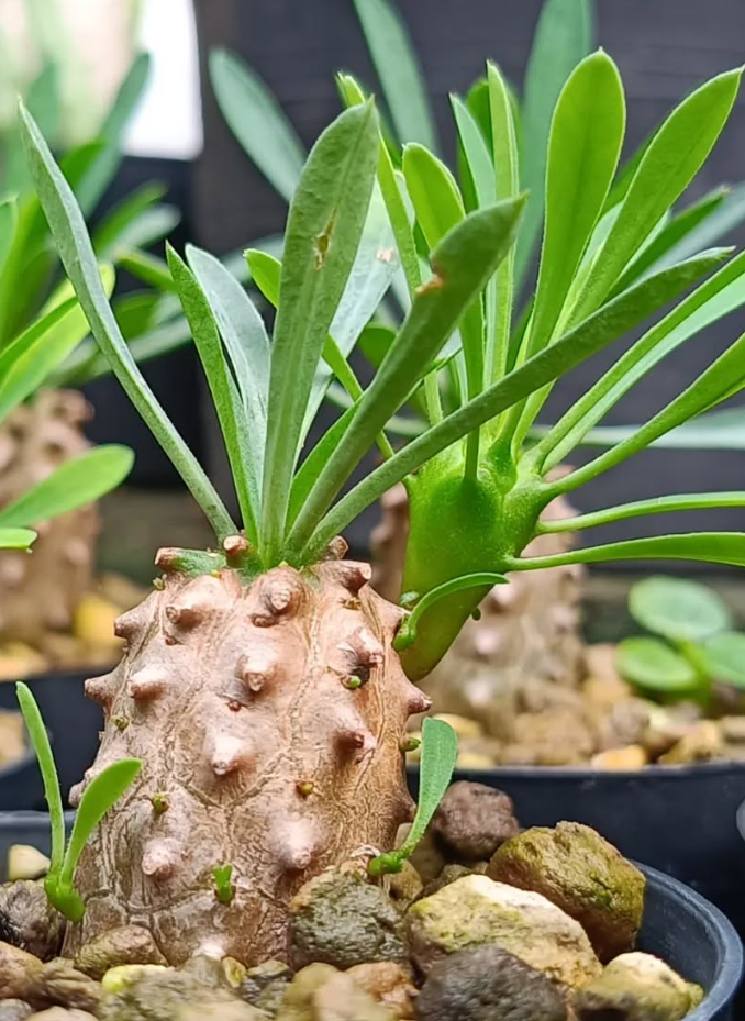 Euphorbia Japonica 5 Pieces Seeds
