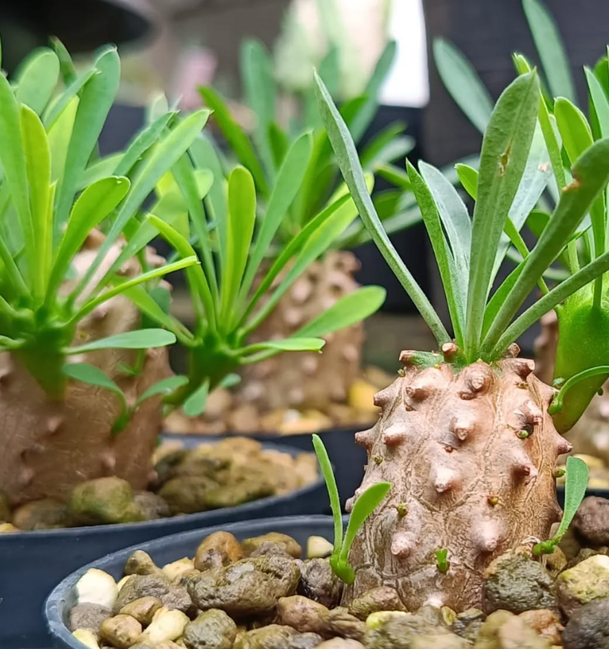 Euphorbia Japonica 5 Pieces Seeds