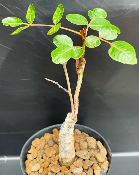 Boswellia ovalifoliolata 5 Pieces Seeds