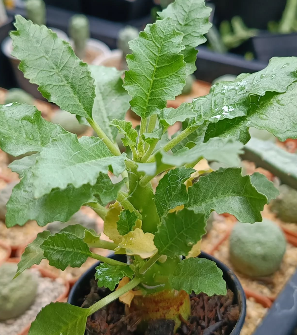 Dorstenia gypsophila 6 Pieces Seeds