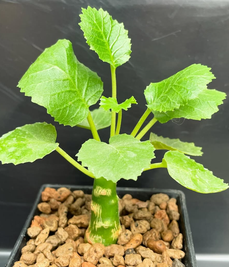 Dorstenia gypsophila 6 Pieces Seeds