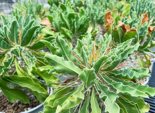 Pachypodium namaquanum 10 Pieces Seeds