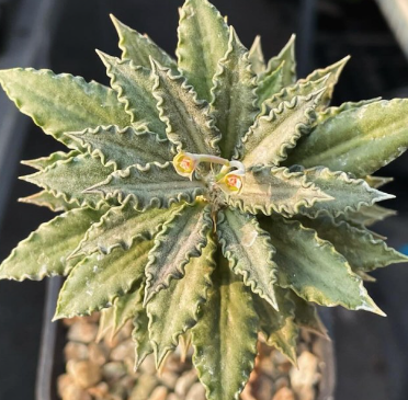 Euphorbia tulearensis 7 Pieces Seeds