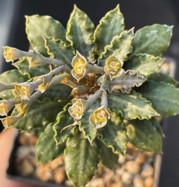 Euphorbia tulearensis 7 Pieces Seeds