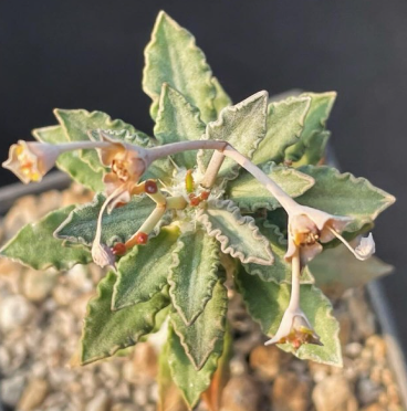 Euphorbia tulearensis 7 Pieces Seeds
