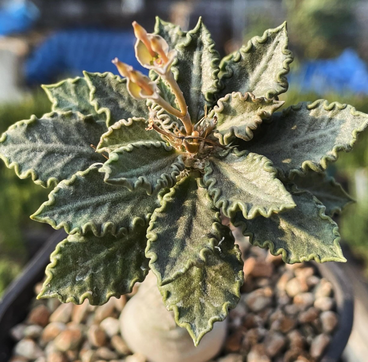 Euphorbia tulearensis 7 Pieces Seeds