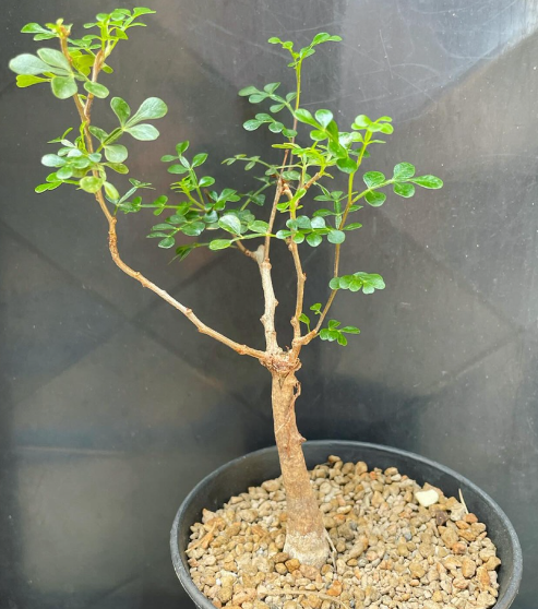 Operculicarya decaryi 10 Pieces Seeds
