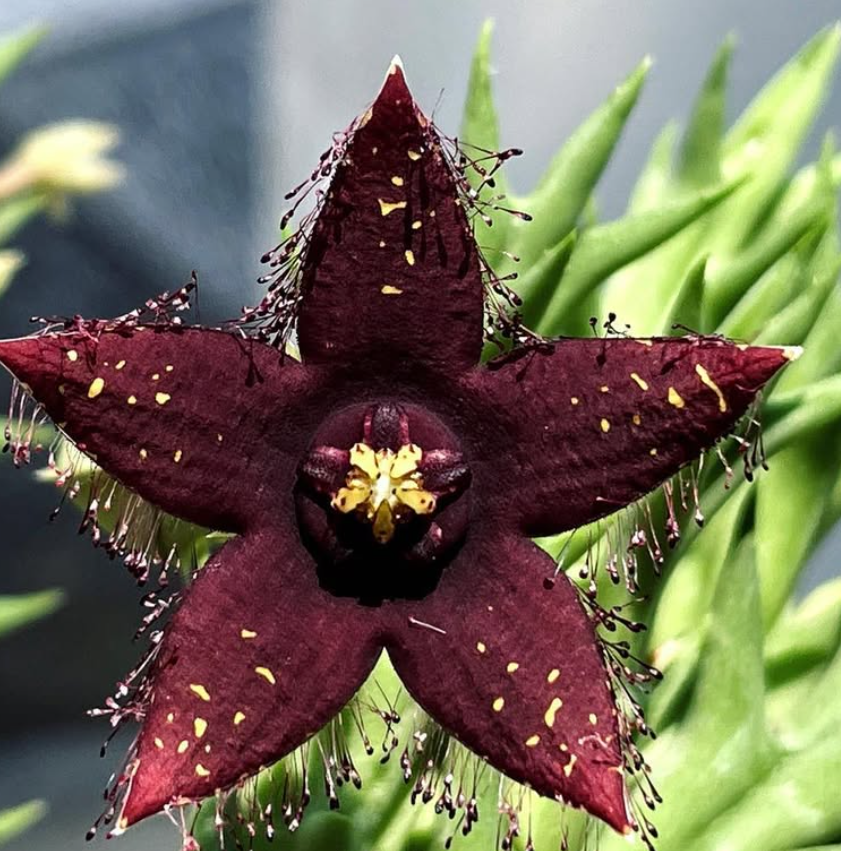 Orbea Macloughlinii hybrid 5 Pieces Seeds