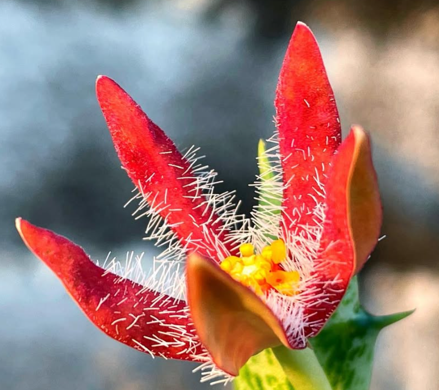 Angolluma Chrysostephana 5 Pieces Seeds