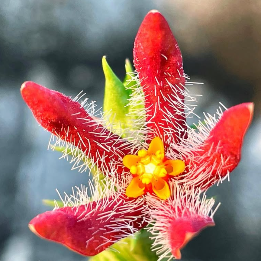 Angolluma Chrysostephana 5 Pieces Seeds