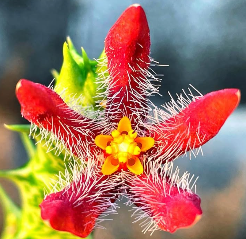 Angolluma Chrysostephana 5 Pieces Seeds
