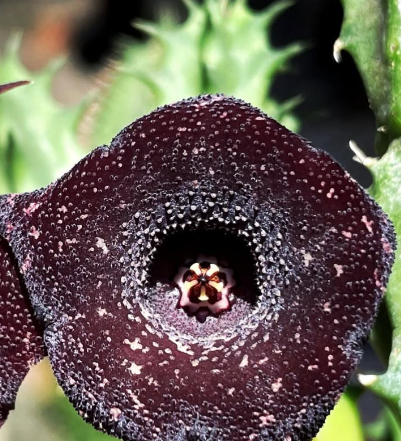 Huernia ‘Black Pearl’ 5 Pieces Seeds