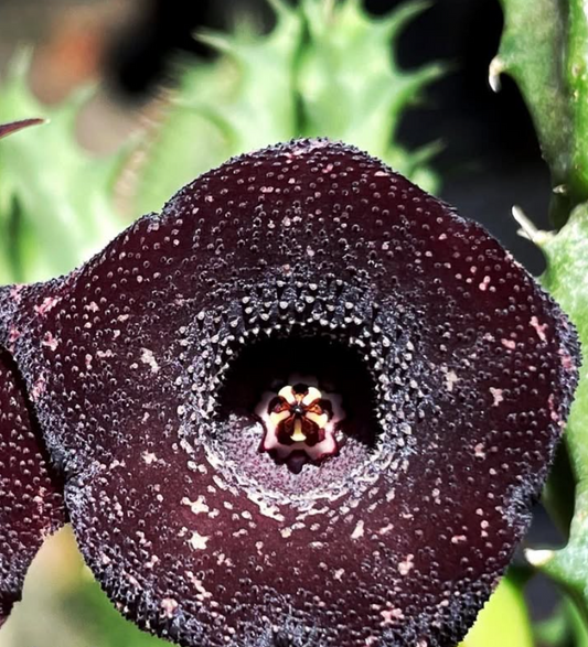 Huernia ‘Black Pearl’ 5 Pieces Seeds
