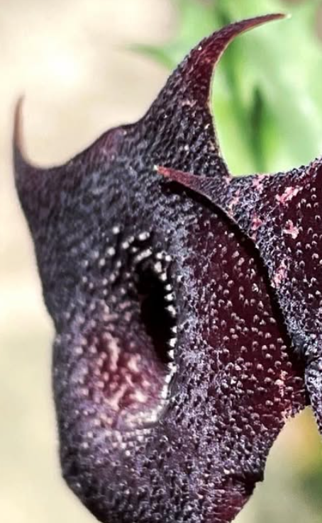 Huernia ‘Black Pearl’ 5 Pieces Seeds
