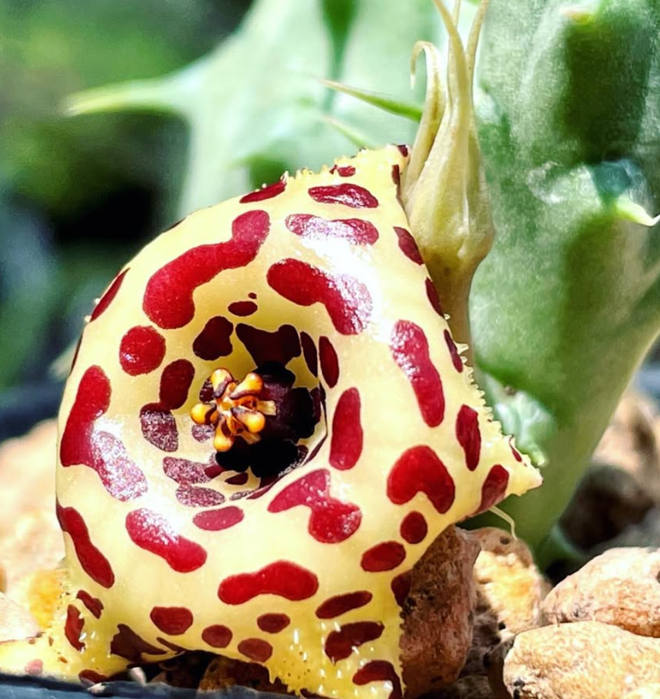 Huernia Laevis 7 Pieces Seeds