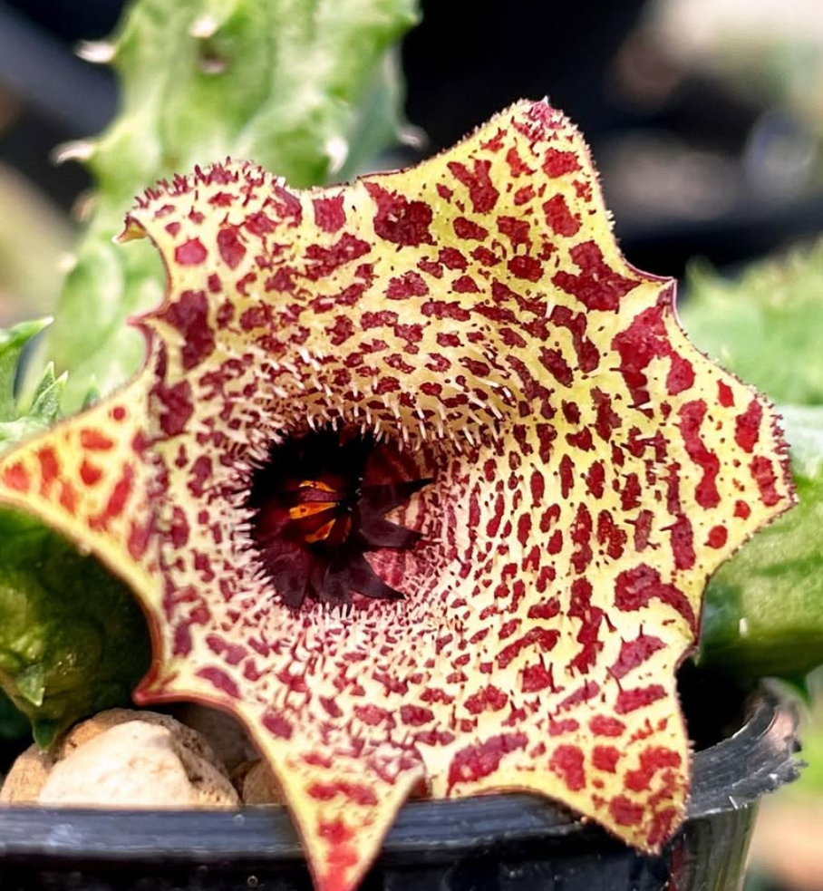Huernianthus 'Alexis' 5 Pieces Seeds