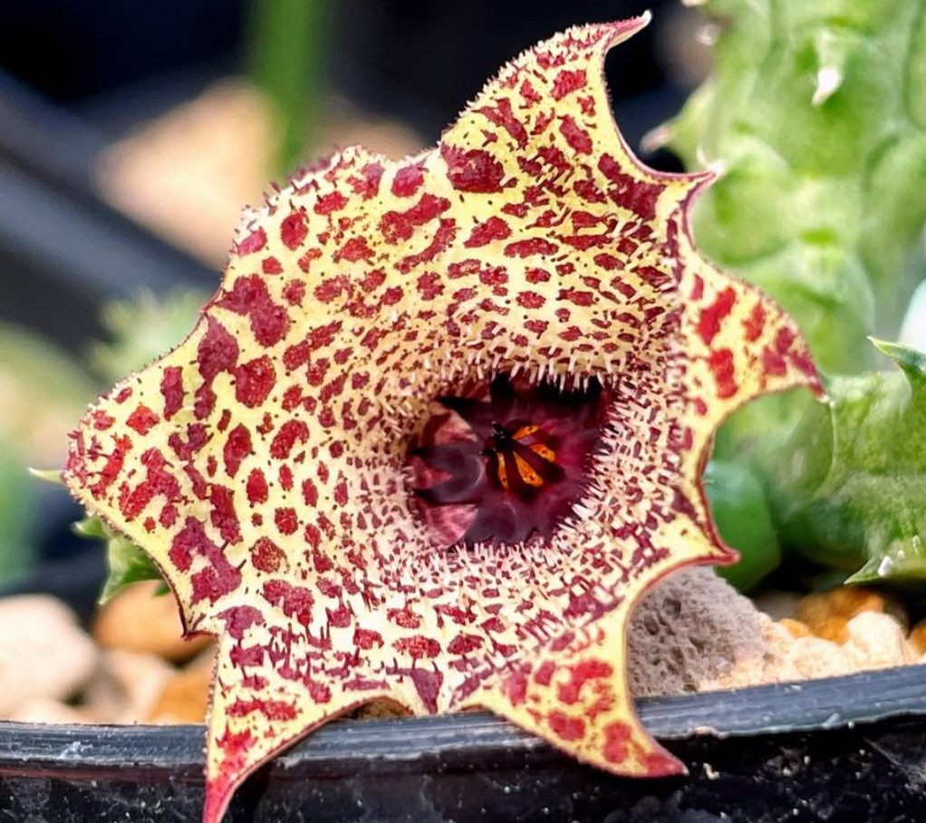 Huernianthus 'Alexis' 5 Pieces Seeds