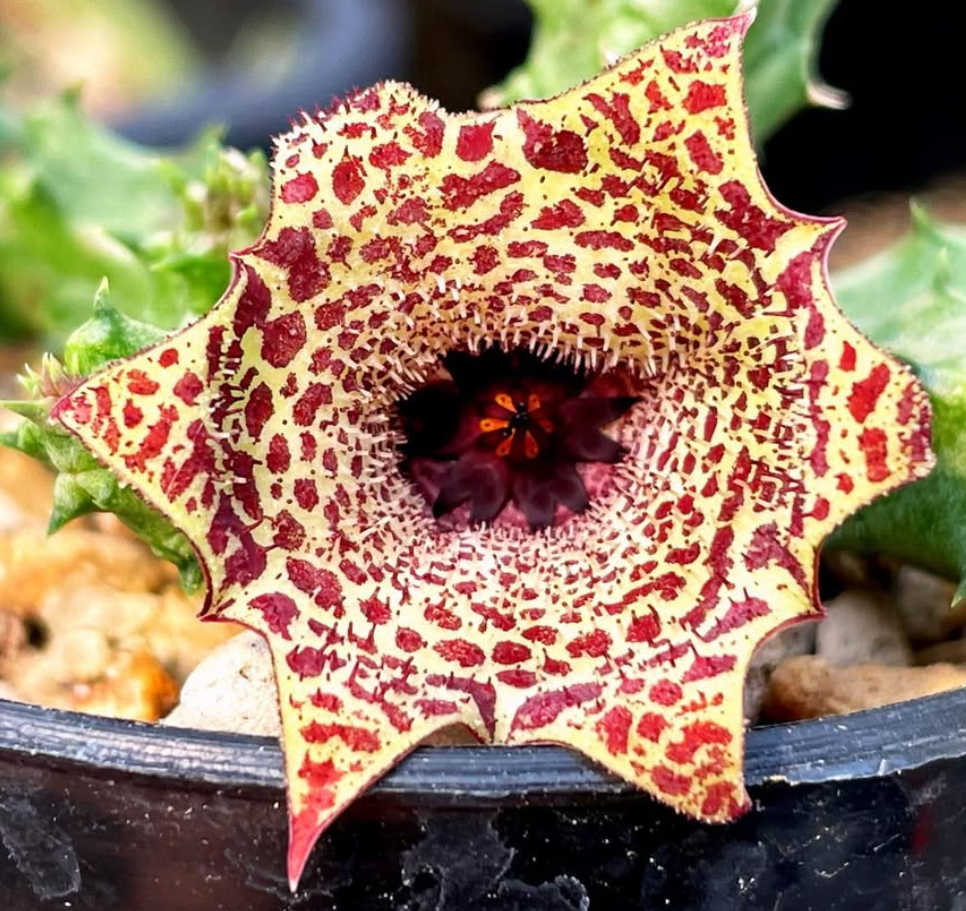 Huernianthus 'Alexis' 5 Pieces Seeds